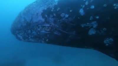 Just saw this on the GoPro subreddit, the murky water and the whale