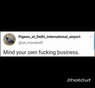 Pigeon