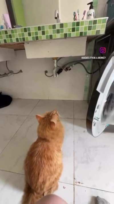 This cat’s jump