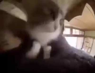 Catodila