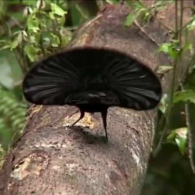 Magnificent Riflebird
