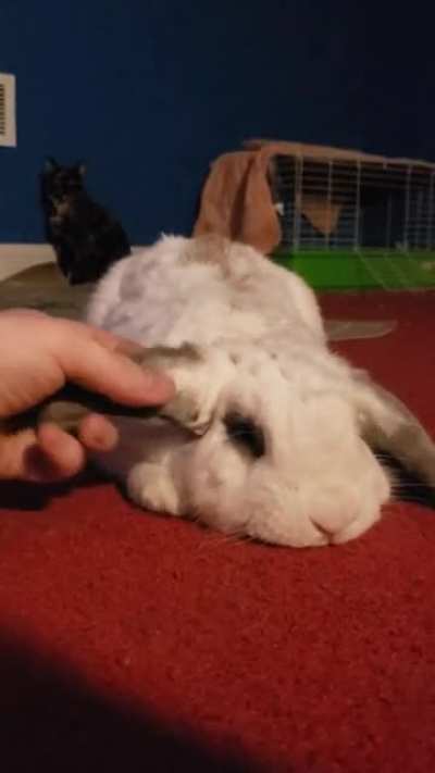 You might have heard of Merlin (working title) as I've been posting about him alot. Here's what kind of pets he lets me get away with after two days of knowing him lol