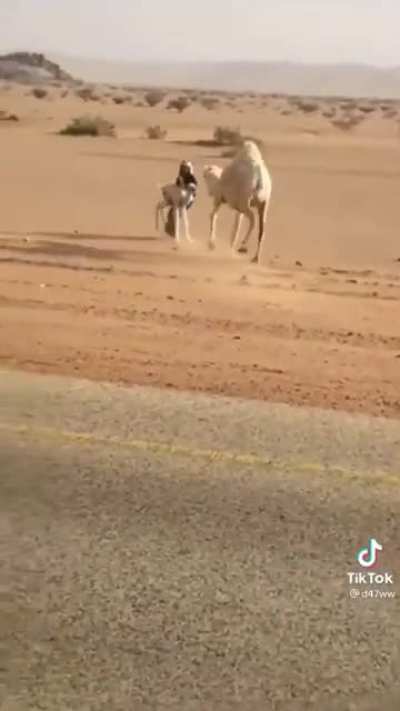 Creatively putting a camel and her calf out of harm’s way.
