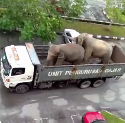 Reverse safari
