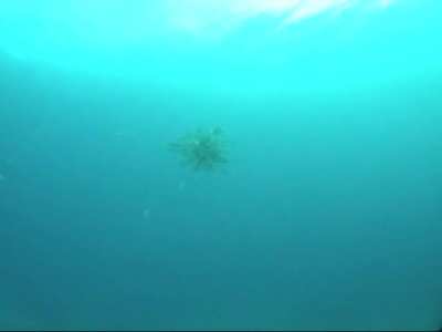 Octopus gets attacked and eaten by a school of leatherjackets