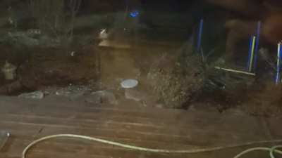 Fun with the backyard raccoon!