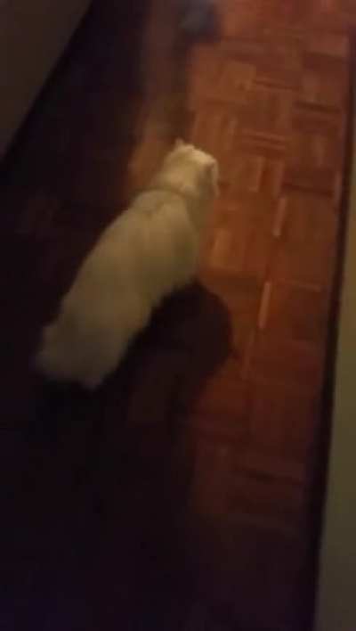 Deaf cat got scared