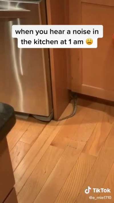 Cat dies inside
