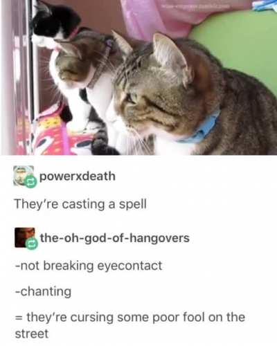 Crookshanks and friends