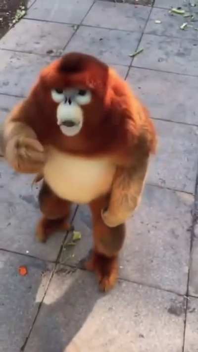 Toss the Golden Snub-Nosed Monkey a snack before you scroll
