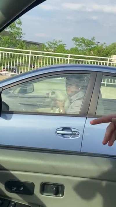 Was stopped at a red light and the car next to us showed us his kitties!
