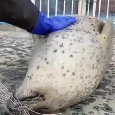 Wants to be pet