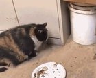 He be like 'Did you see that?'