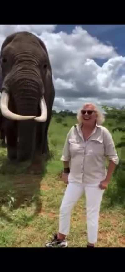 Elephant pretends to eat tourist’s hat, then gives it back