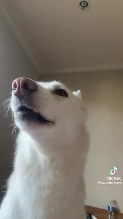 Doge