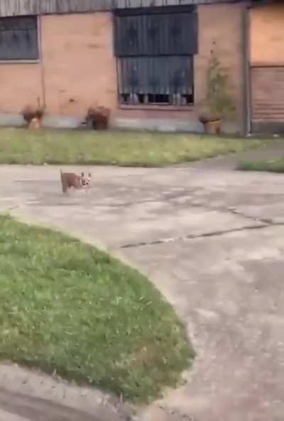 Hello Mister Chihuahua