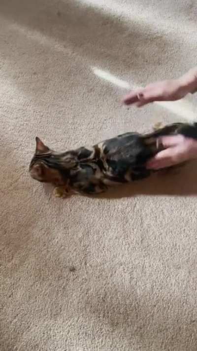 Bongo kitty