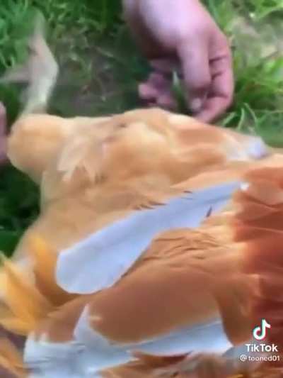 To hypnotize a rooster. [Loud]