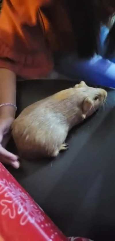 Met my cousin's guinea pig over Christmas