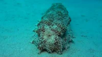 Pooping Sea cucumber