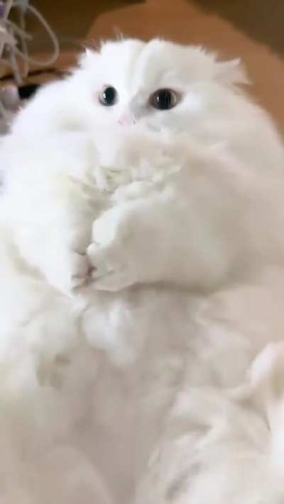 Angry Fluffball