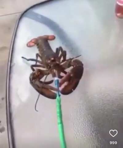 Dominican lobster