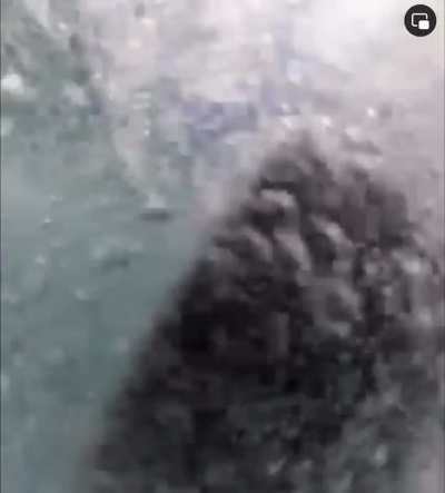 🔥 Guy surfs into breaching whale