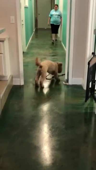Goodest girl leaving daycare