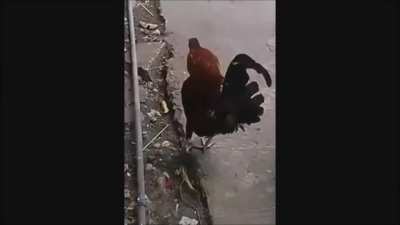 How to stop Chicken from crowing.
