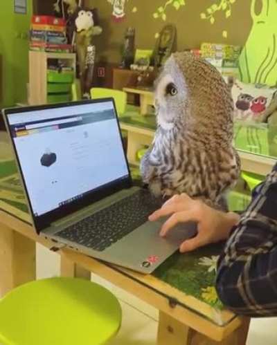 Not sure if its's a Cat or an Owl