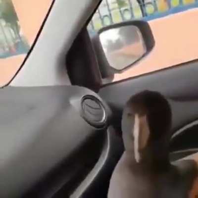 Trying to tame a bird