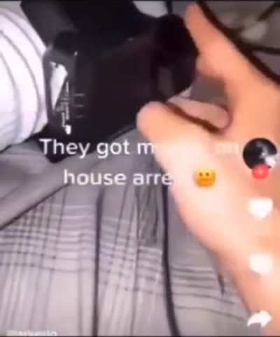 ladybug