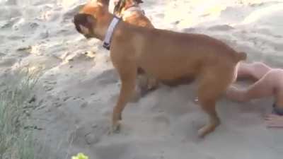 Dog revenge is best revenge!
