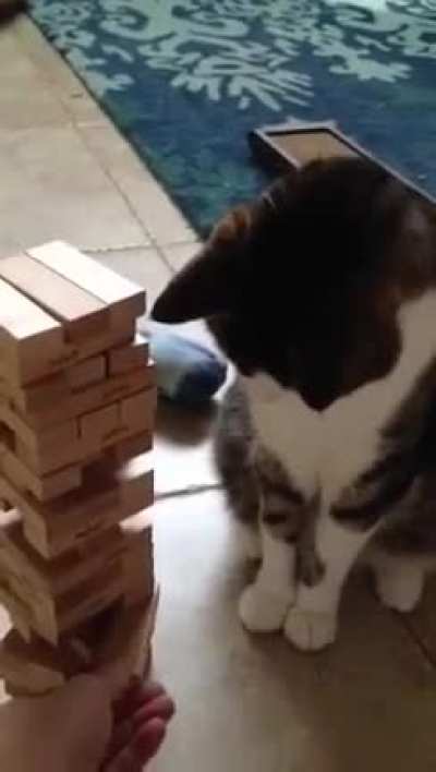 Day 147 of quarantine: jenga with the cat
