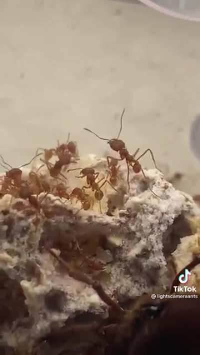 i didnt know ant queens got that big...