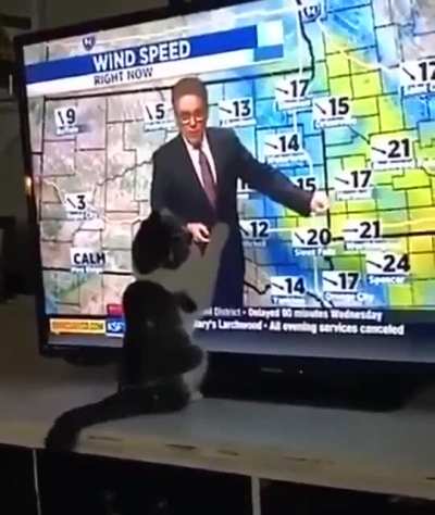 Cat vs the weather