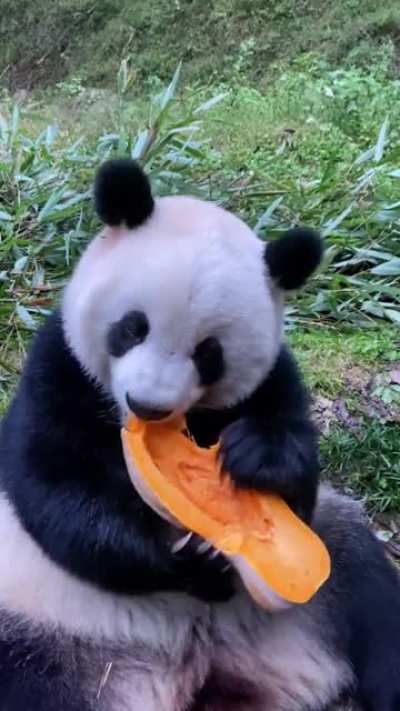 It seems that pumpkin is delicious