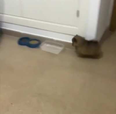 Fluffer wants some water.