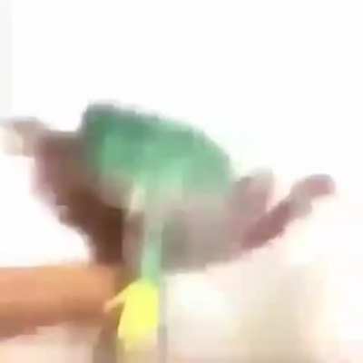 sapu foda