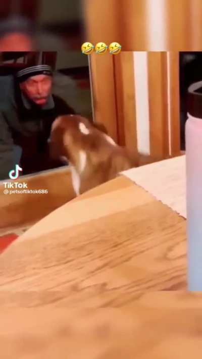 Your daily dose of funny cute dogs