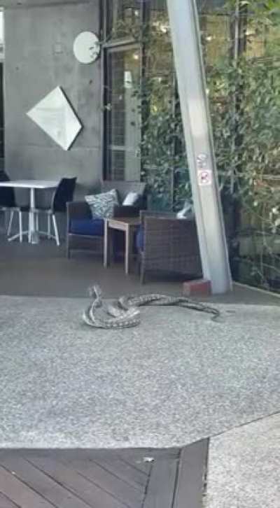 *Snake Jazz Intensifies *