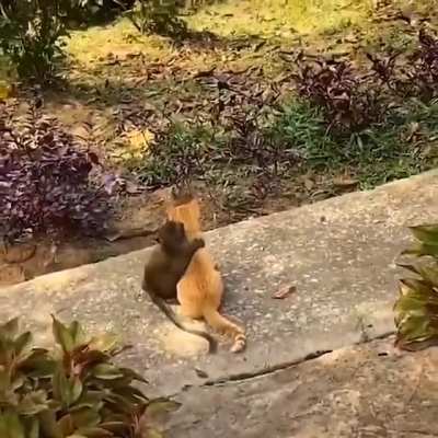 Baby monkey & cat being Bros..