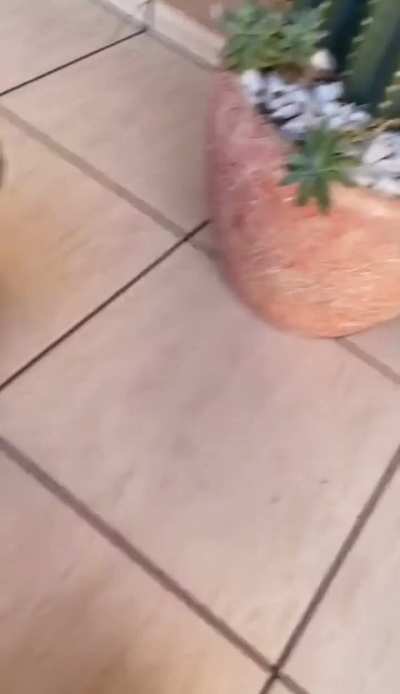 Girl in great suffering because she cannot eat a stone