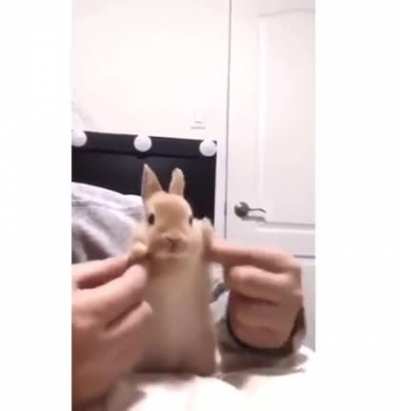 Bunny