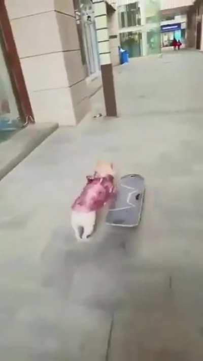 woof_irl