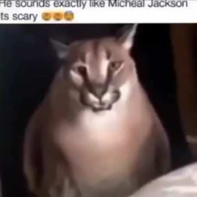 Mr. Catson