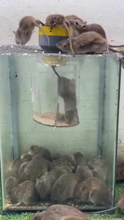 Mouse trap