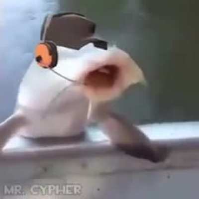 BONK