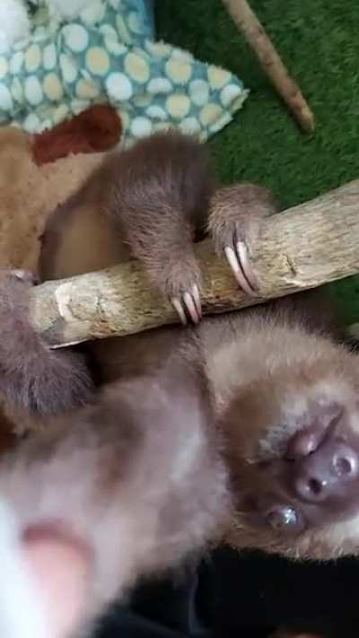 Cute Choloepus attack 🦥