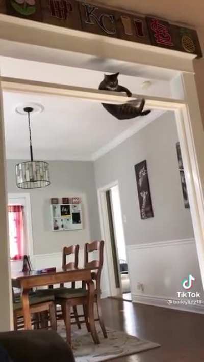 Cat Trapeze Bar